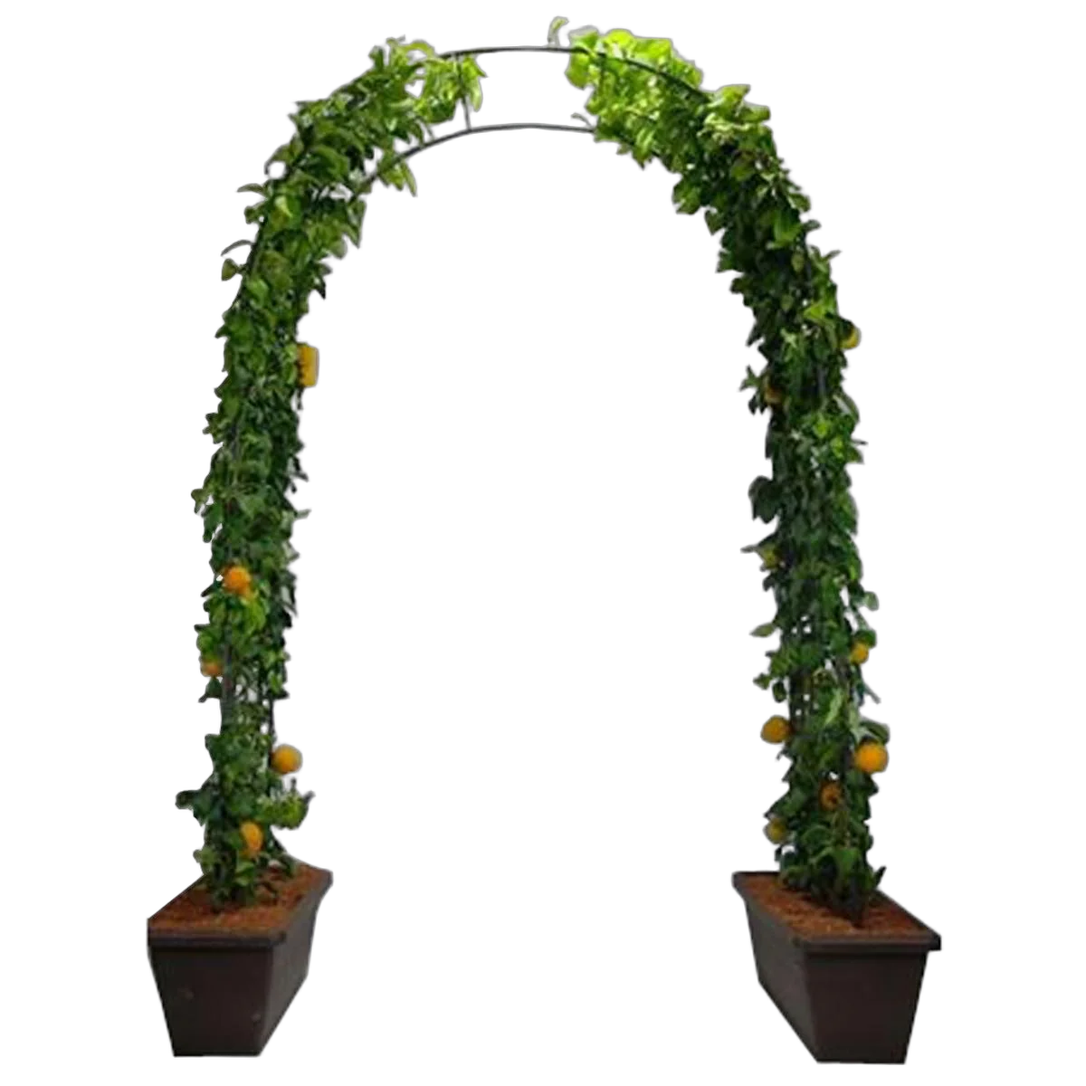 Лимон Волкамериана 240 см