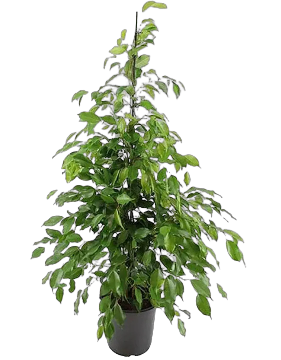Фикус Бенджамина Экзотика - Ficus benjamina Exotica D24 H90