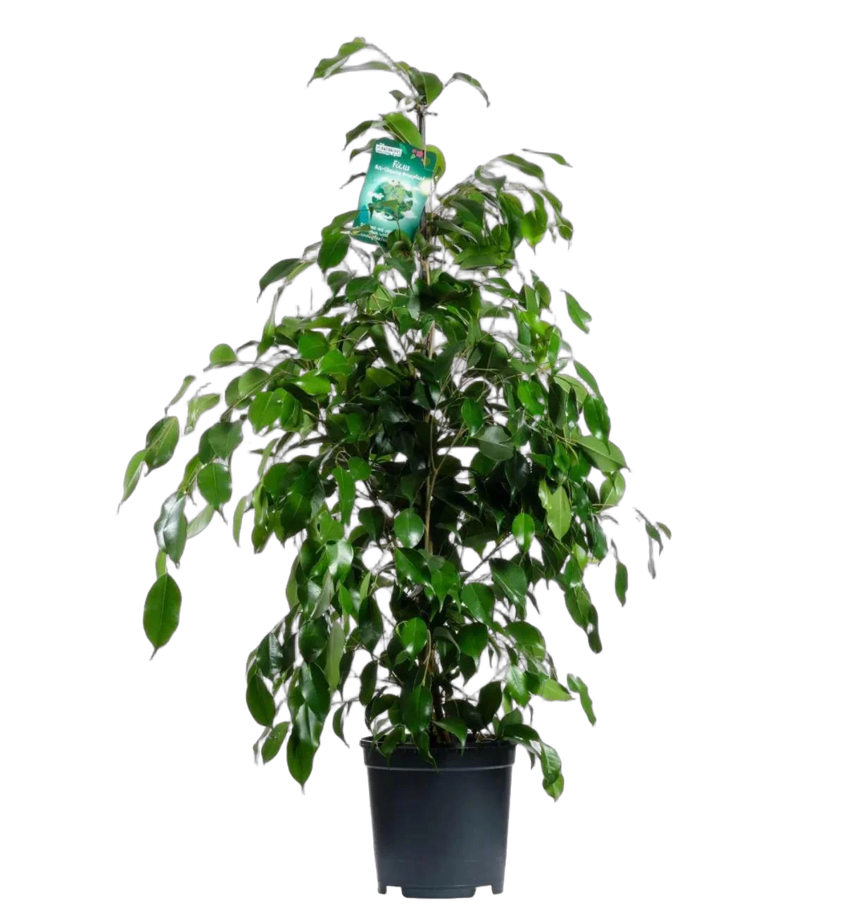 Фикус Бенджамина Даниэль - Ficus Benjamina Danielle D15 H60