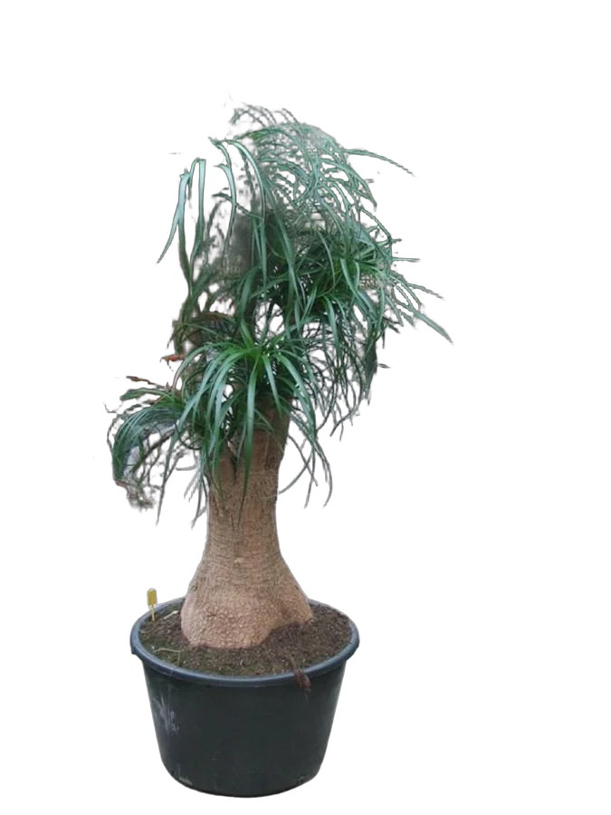 Пальма Нолина D55 H170