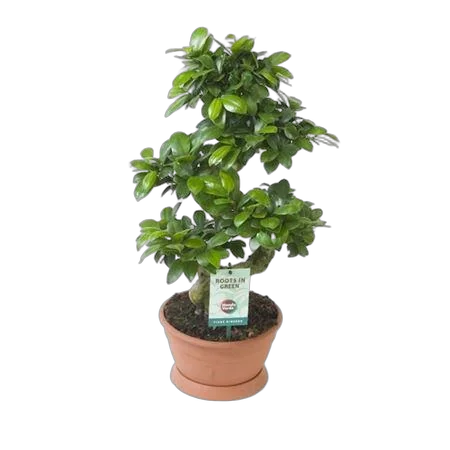Бонсай Фикус Микрокарпа - Bonsai Ficus Ginseng D23 H65