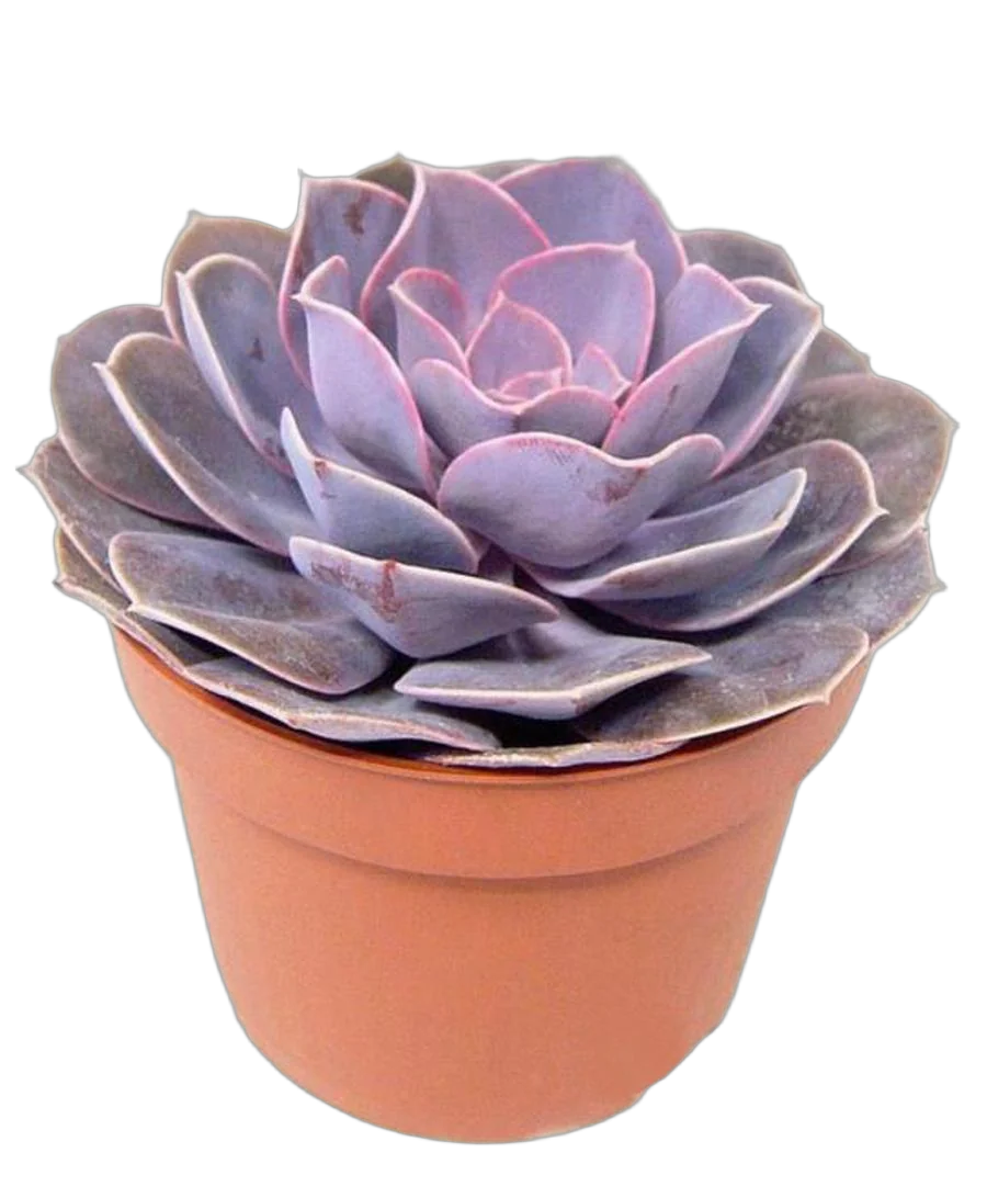 Эхеверия горбатоцветковая жемчужина Нюрнберга - Echeveria Perle von Nurnberg D9 H14