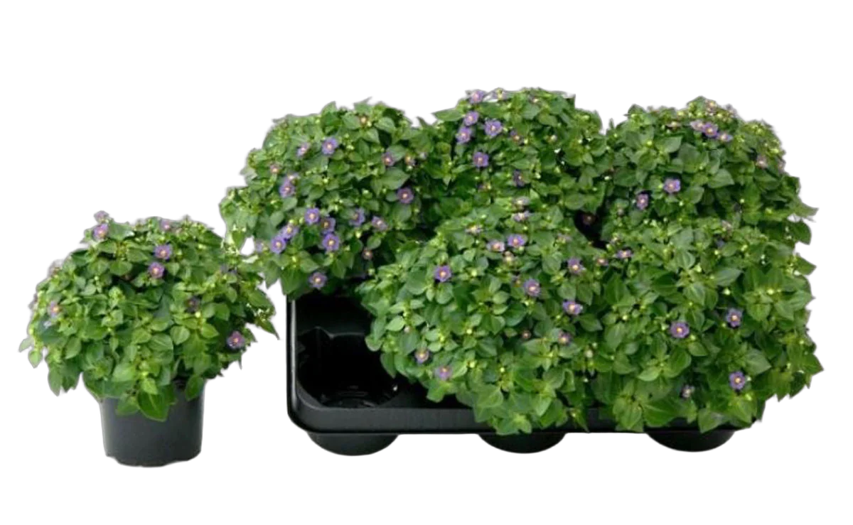 Экзакум голубой - Exacum Single Flower bleu D10 H16