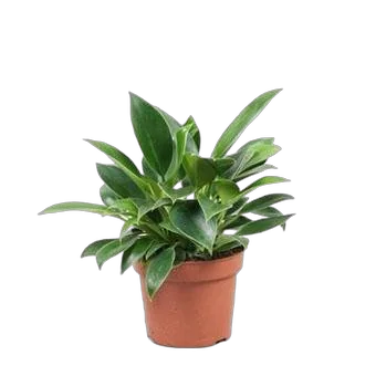 Филодендрон Биркин - Philodendron Birkin - Clump D12 H20