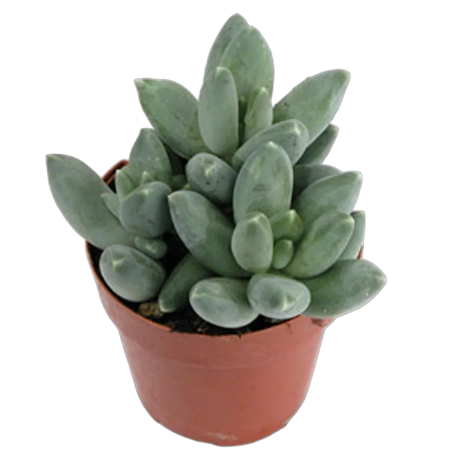 Пахифитум прицветниковый - Pachyphytum bracteosum D5 H10