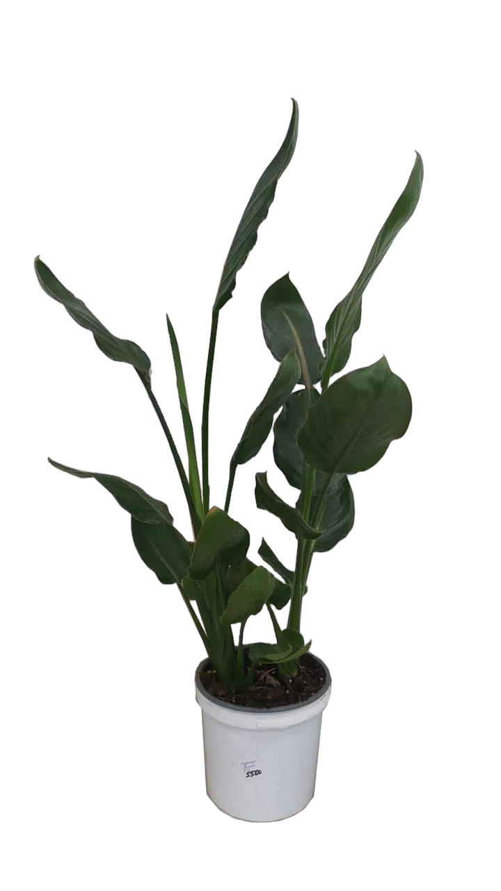 Стрелиция Николай 3 пп - Strelitzia Nicolai D30 H140