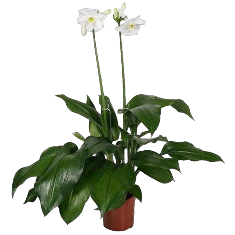 Эухарис - Eucharis D14 H45