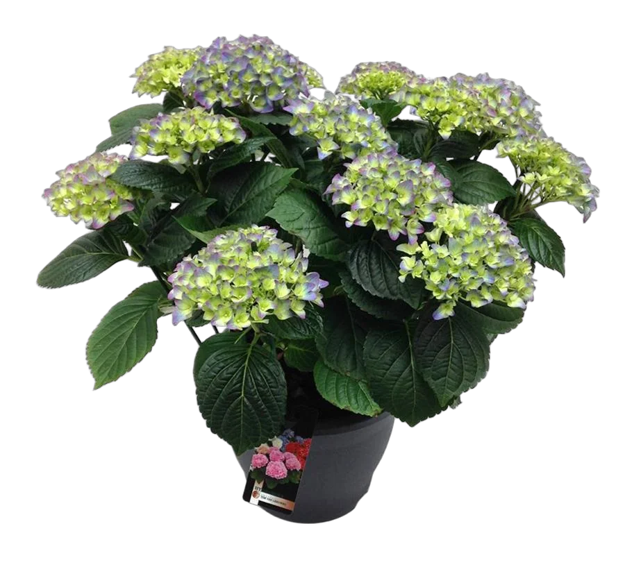Гидрангия (Гортензия) голубая - Hydrangea D18 H45