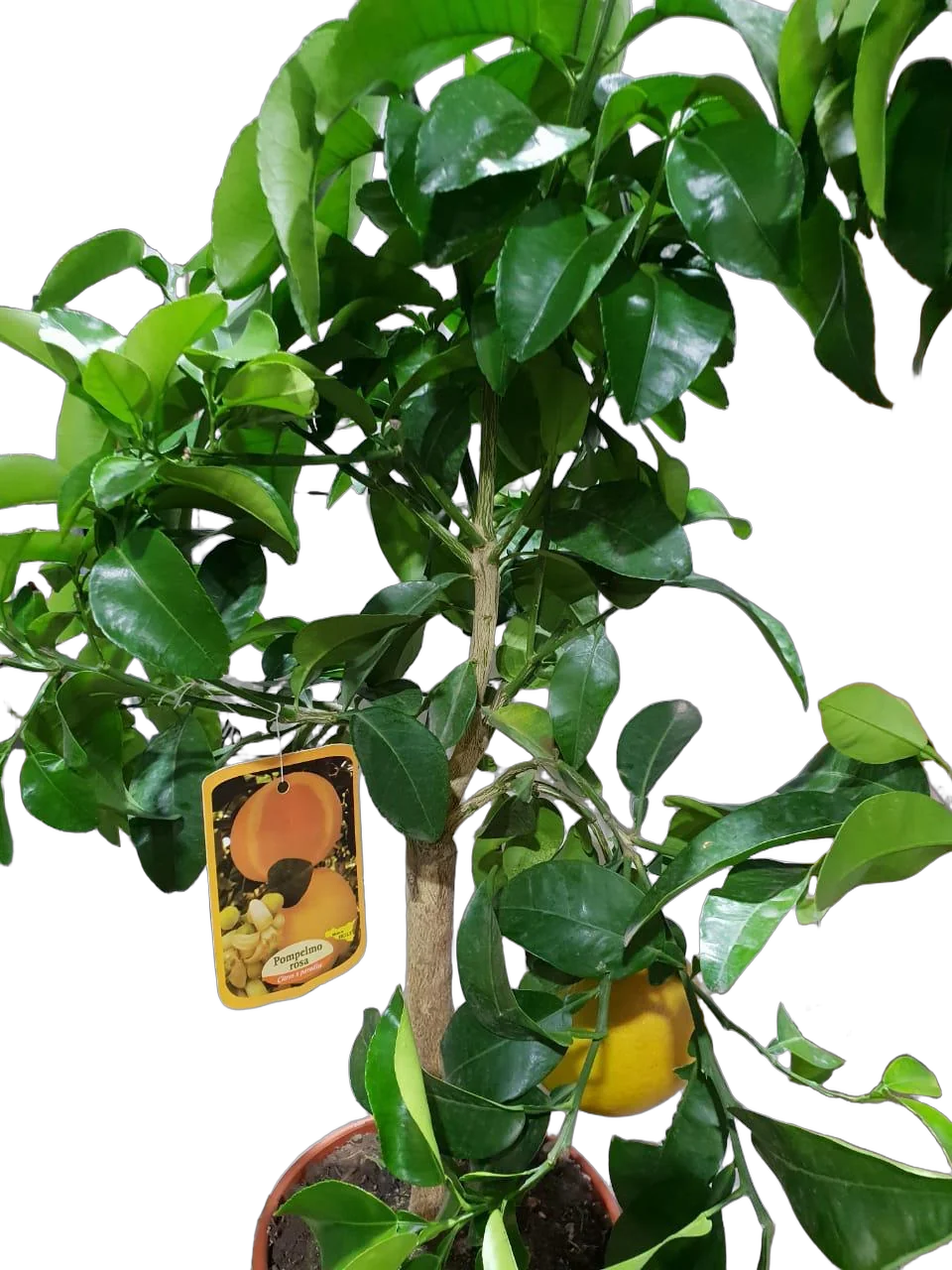 Цитрус Грейпфрут Россо - Pompelmo Rosa D22 H90