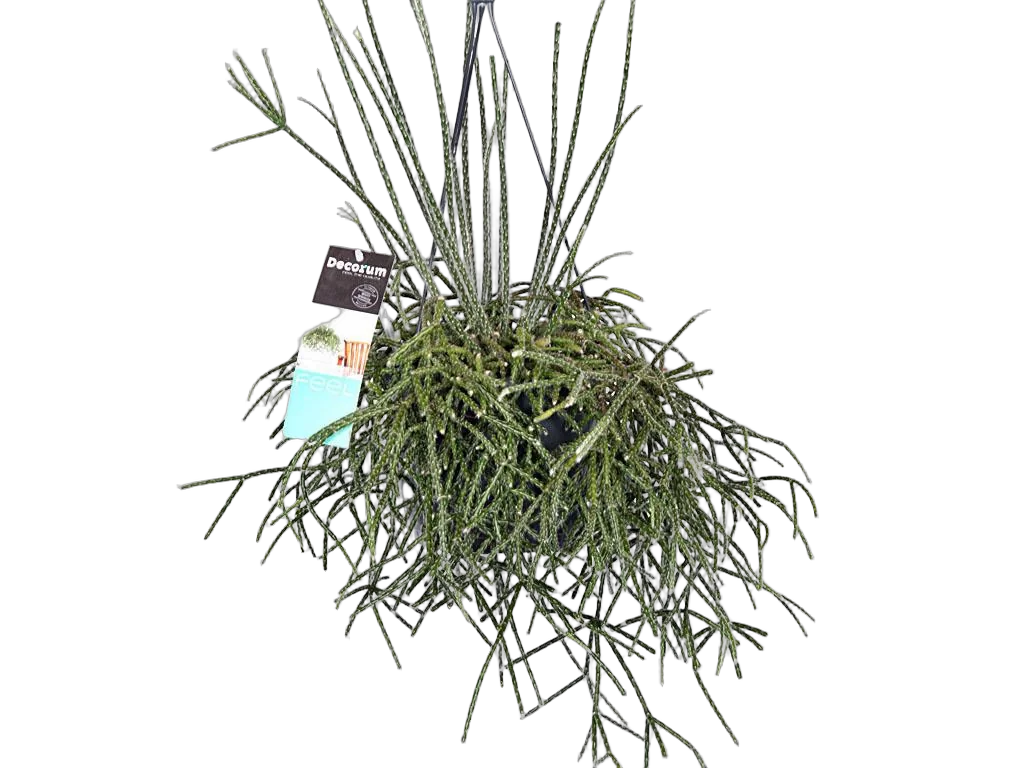 Рипсалис опушенноплодный (пилокарпа) - Rhipsalis pilocarpa D14 H25