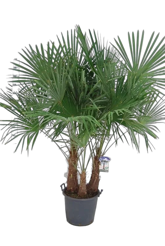 Пальма Трахикарпус - Trachycarpus D50 H200