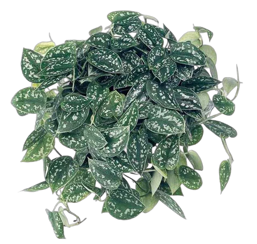 Сциндапсус Аргиреус - Scindapsus Argyraeus silver hang D18 H40