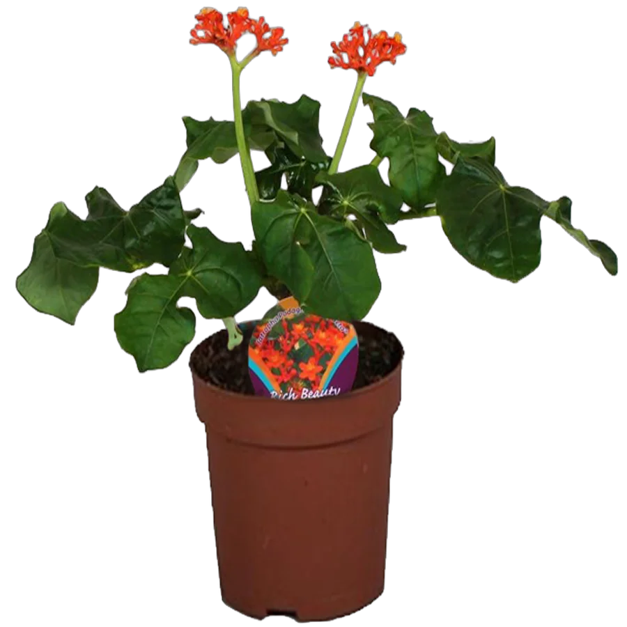 Ятрофа Подагрика оранж - Jatropha D14 H30