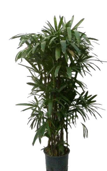 Пальма Рапис - Rhapis D40 H220