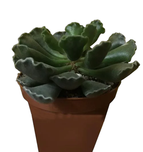 Адромискус гребенчатый - Adromischus cristatus D5 H10