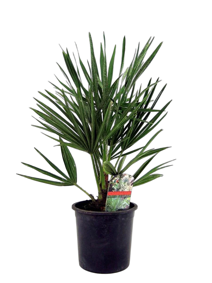 Пальма Хамеропс Хумилис - Chamaerops Humilis D15 H50
