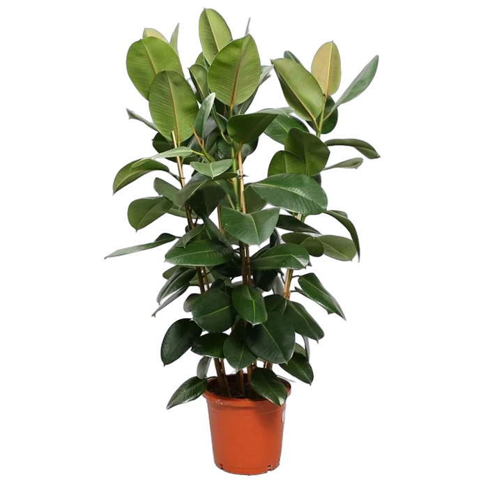 Фикус эластика Робуста - Ficus elastica Robusta D35 H170