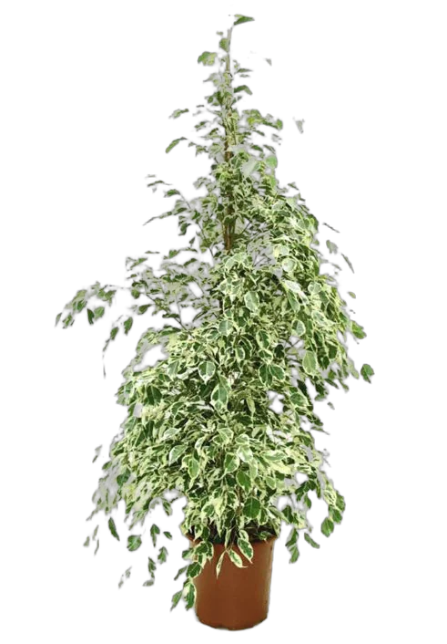 Фикус Бенджамина Старлайт - Ficus benjamina Starlight D28 H130