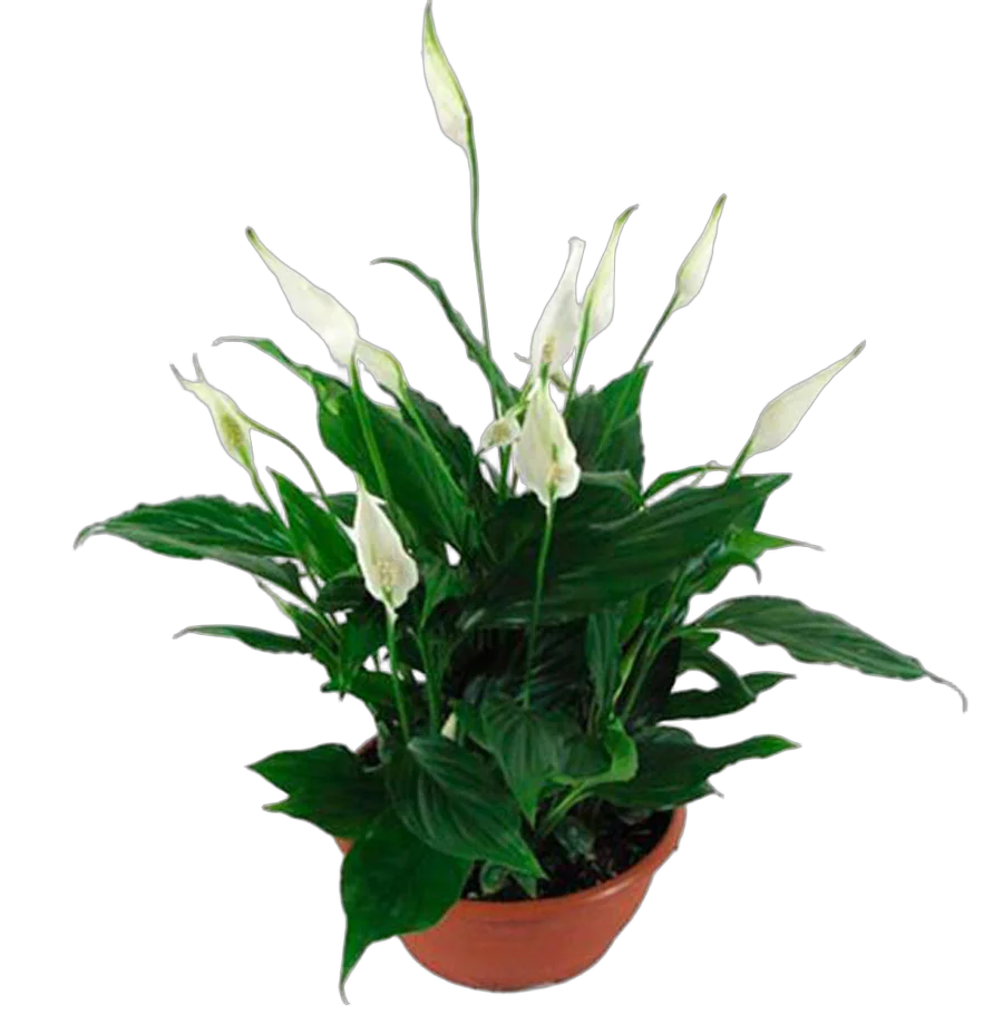 Спатифиллум Шопен- Chopin D23 H35