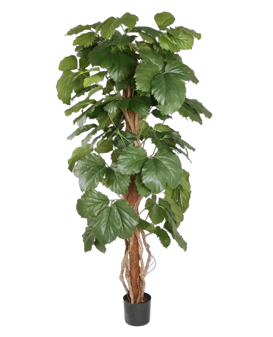 Тетрастигма Вуанье (комнатный виноград) - Tetrastigma voinierianum D35 H155