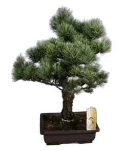 Бонсай Сосна - Bonsai Pinus D30 H50