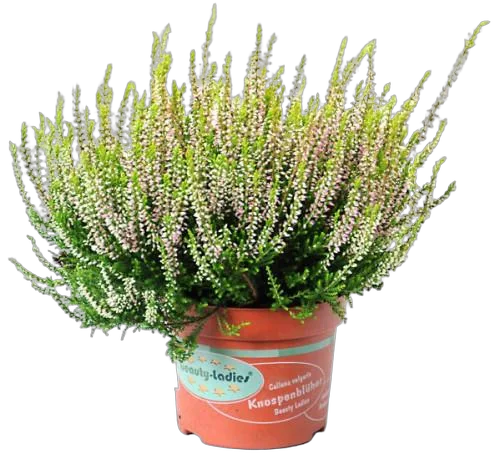 Вереск Каллуна белый - Calluna D12 H20