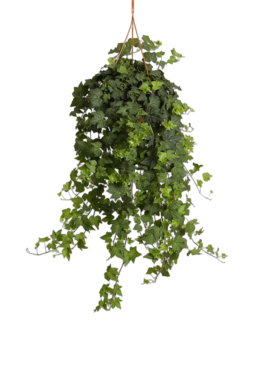 Хедера Хеликс Вондер - Hedera Helix Wonder H60 D25