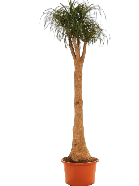 Пальма Нолина бутылочная пальма D40 H200