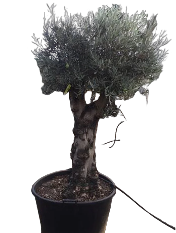 Олива бонсай - Olea Bonzai (oud Hout) D70 H220
