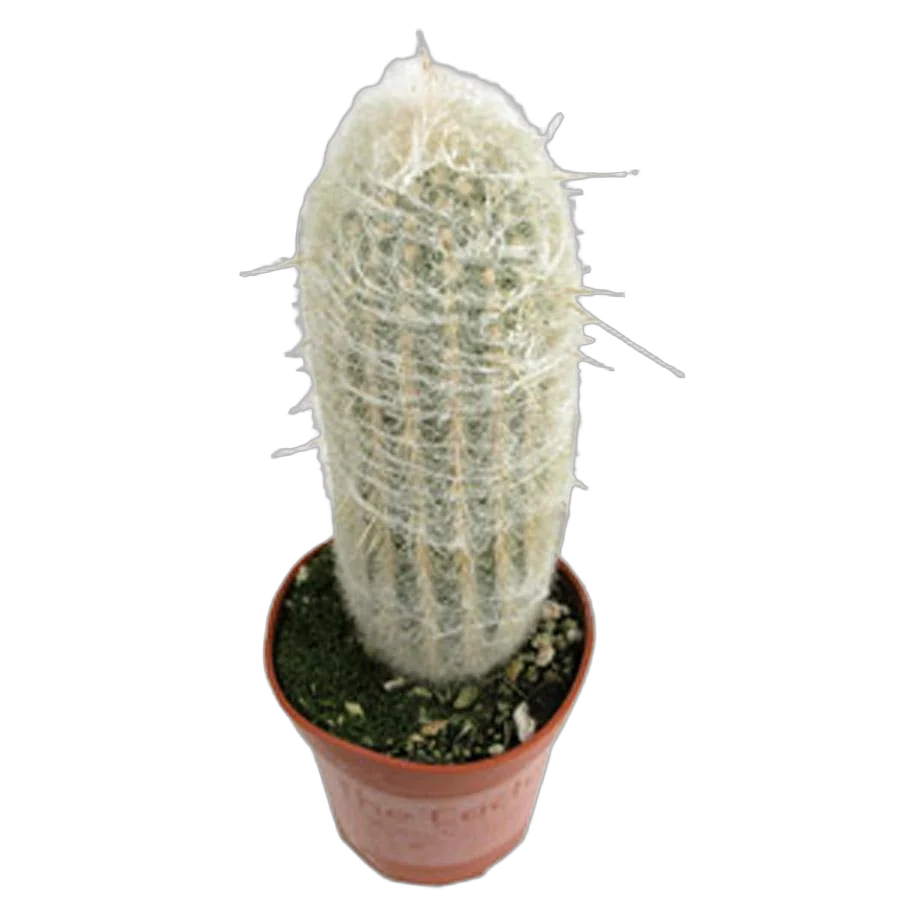 Эспостоа шерстистая - Espostoa lanata D14 H40