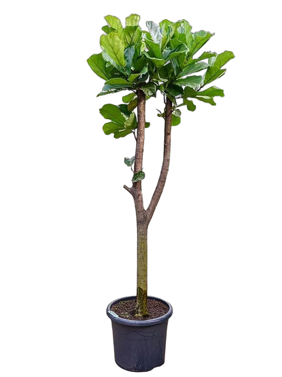 Фикус Лировидный (Лирата) - Ficus lyrata D48 H260