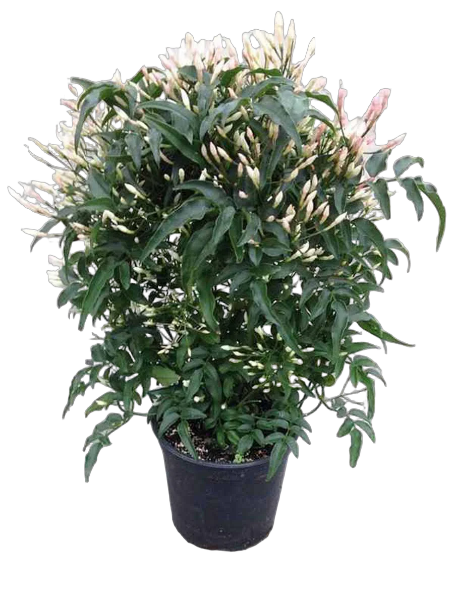 Жасмин многоцветковый - Jasminum polyanthum D13 H30