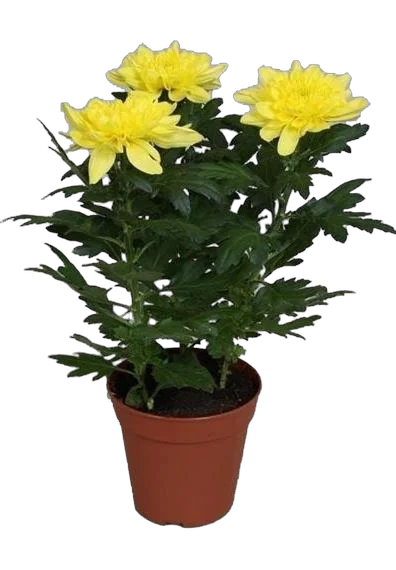 Хризантема Желтая - Chrysanthemum Yellow D10 H27