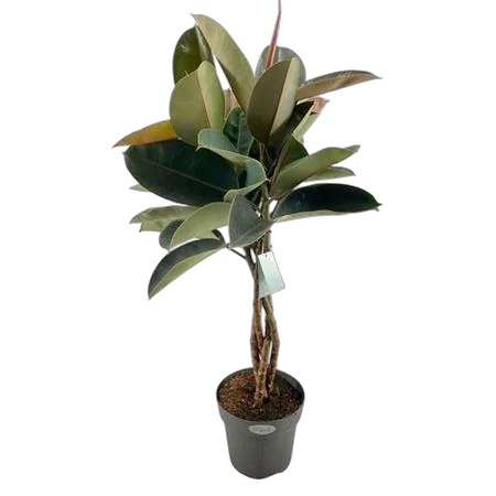 Фикус Бургунди косичка - Ficus El Burgundy Twisted D27 H120