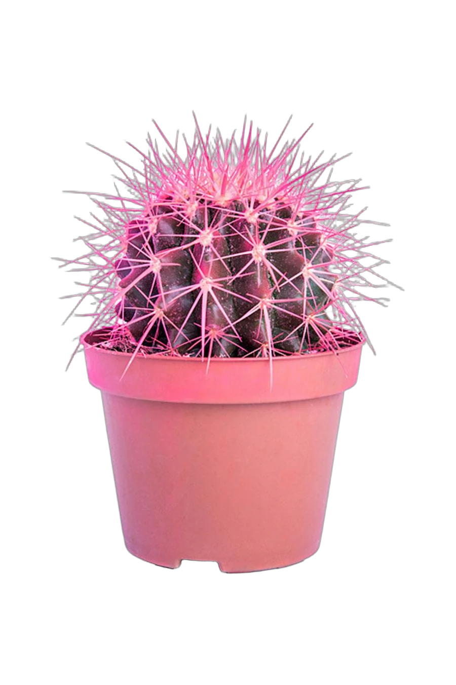 Эхинокактус Грузони розовый - Echinocactus grusonii painted D7 H12