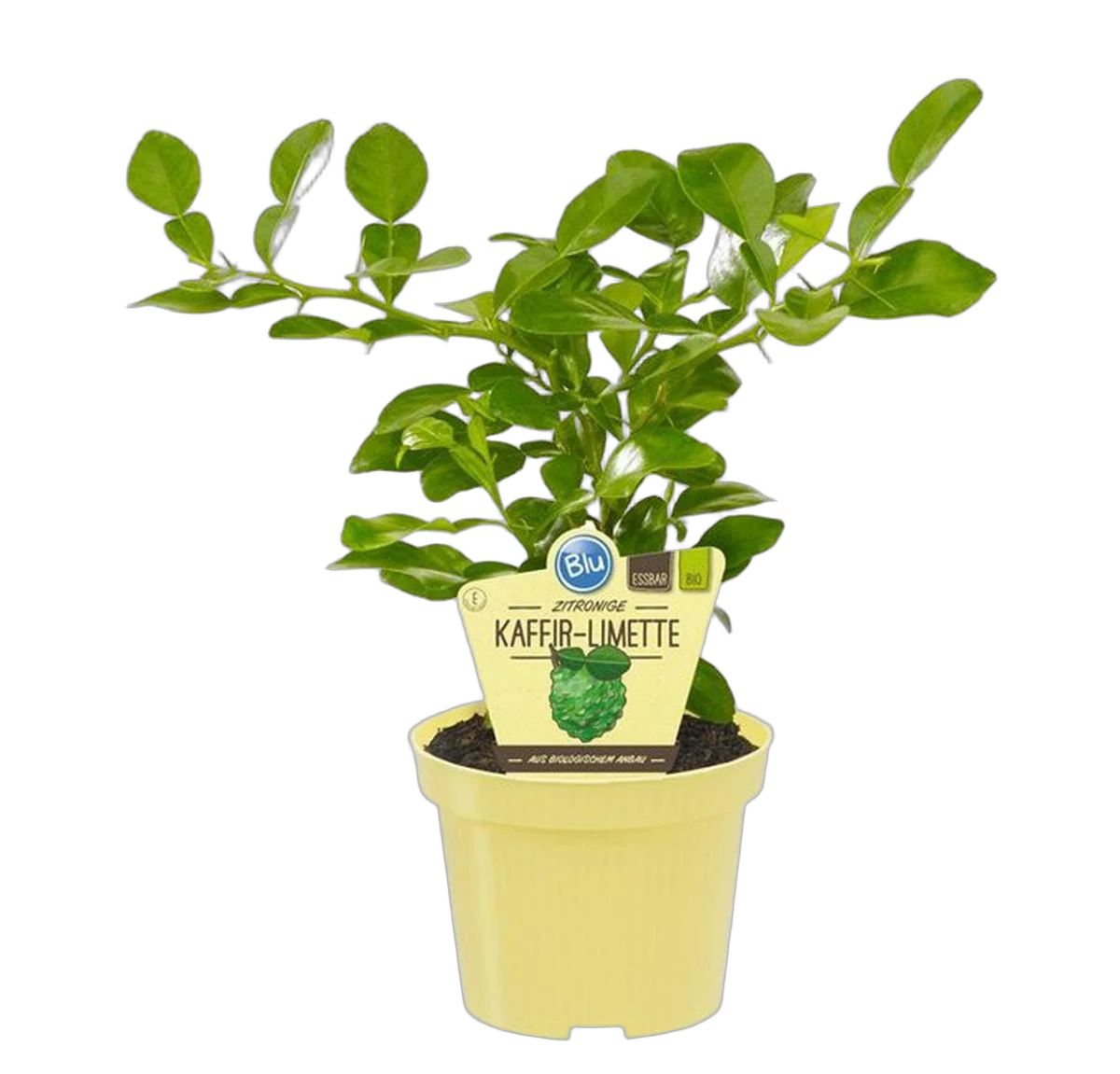 Каффир-лайм - Kaffir Limette (Citrus hystrix) D14 H30