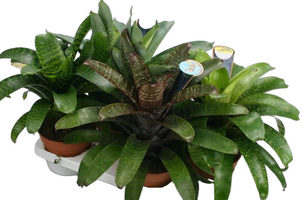 Фризея - Vriesea D12 H40