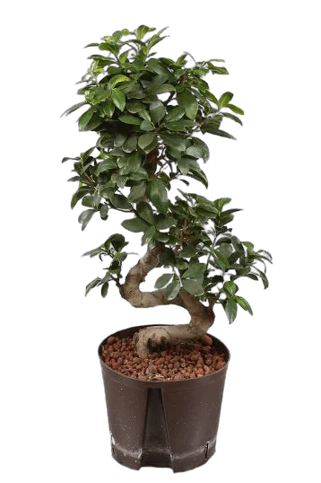 Бонсай Фикус Микрокарпа - Bonsai Ficus Ginseng D30 H75