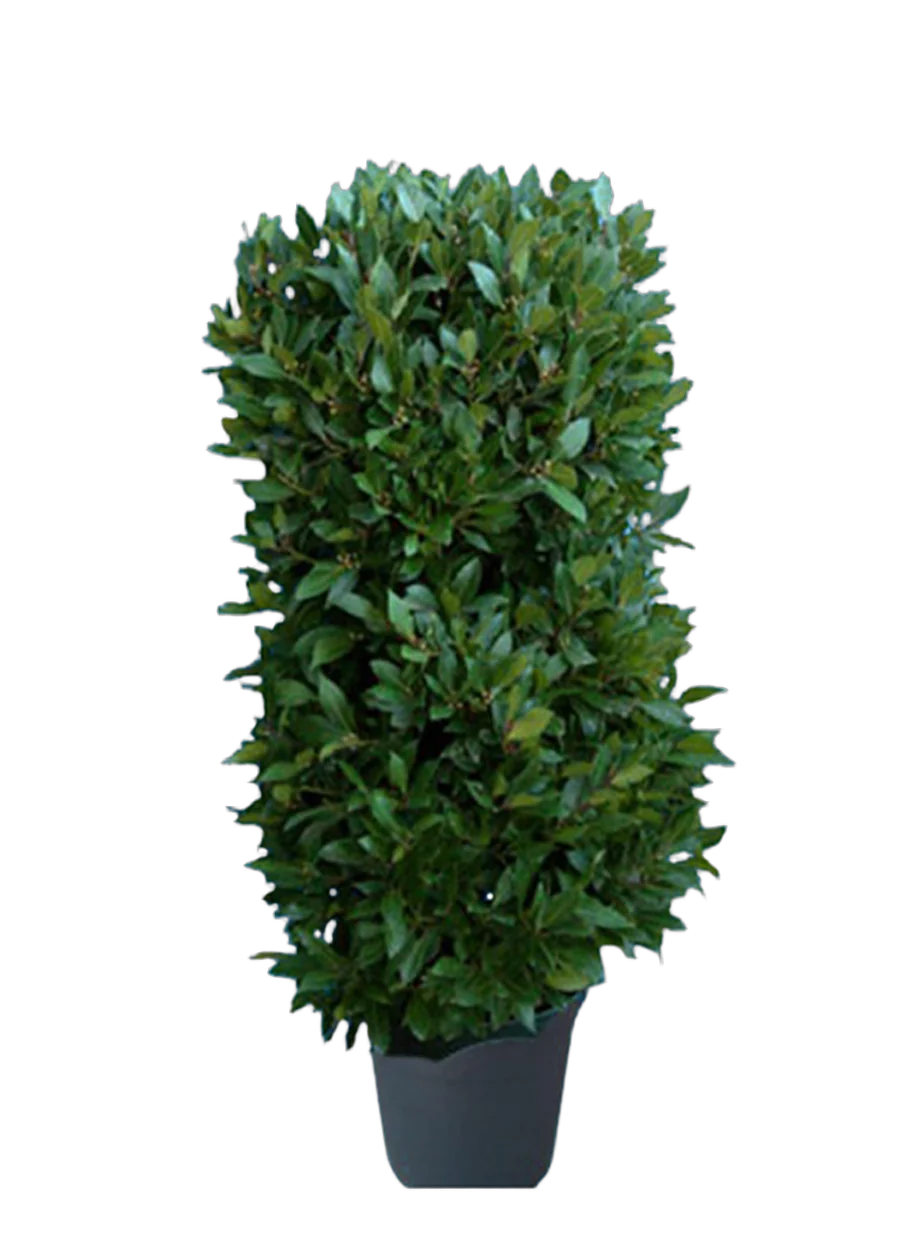 Лавр благородный колонна - Lurus nbilis D35 H180