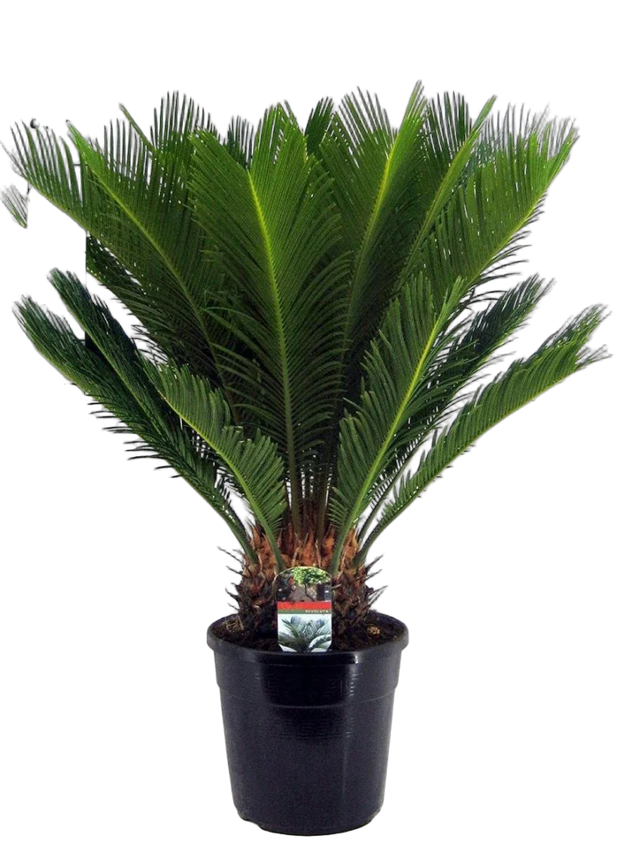 Пальма Цикас революта - Cycas revoluta D24 H80