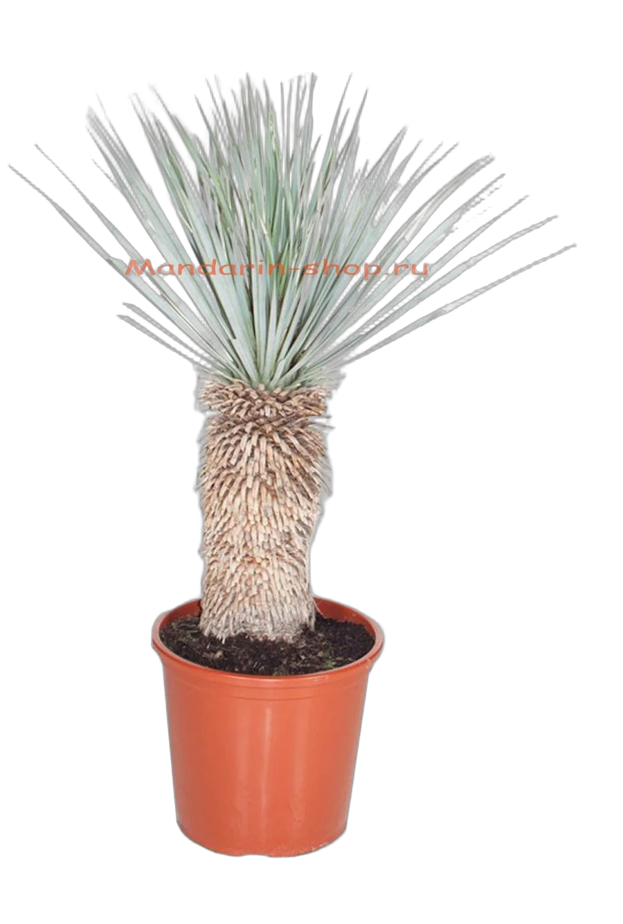 Пальма Юкка разветвленная - Yucca rostrata D32 H100