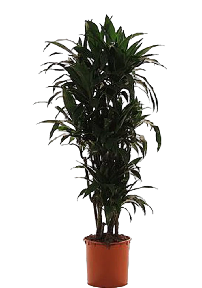 Драцена Джанет Крэйг куст - Dracaena deremensis "Janet Craig" D38 H180