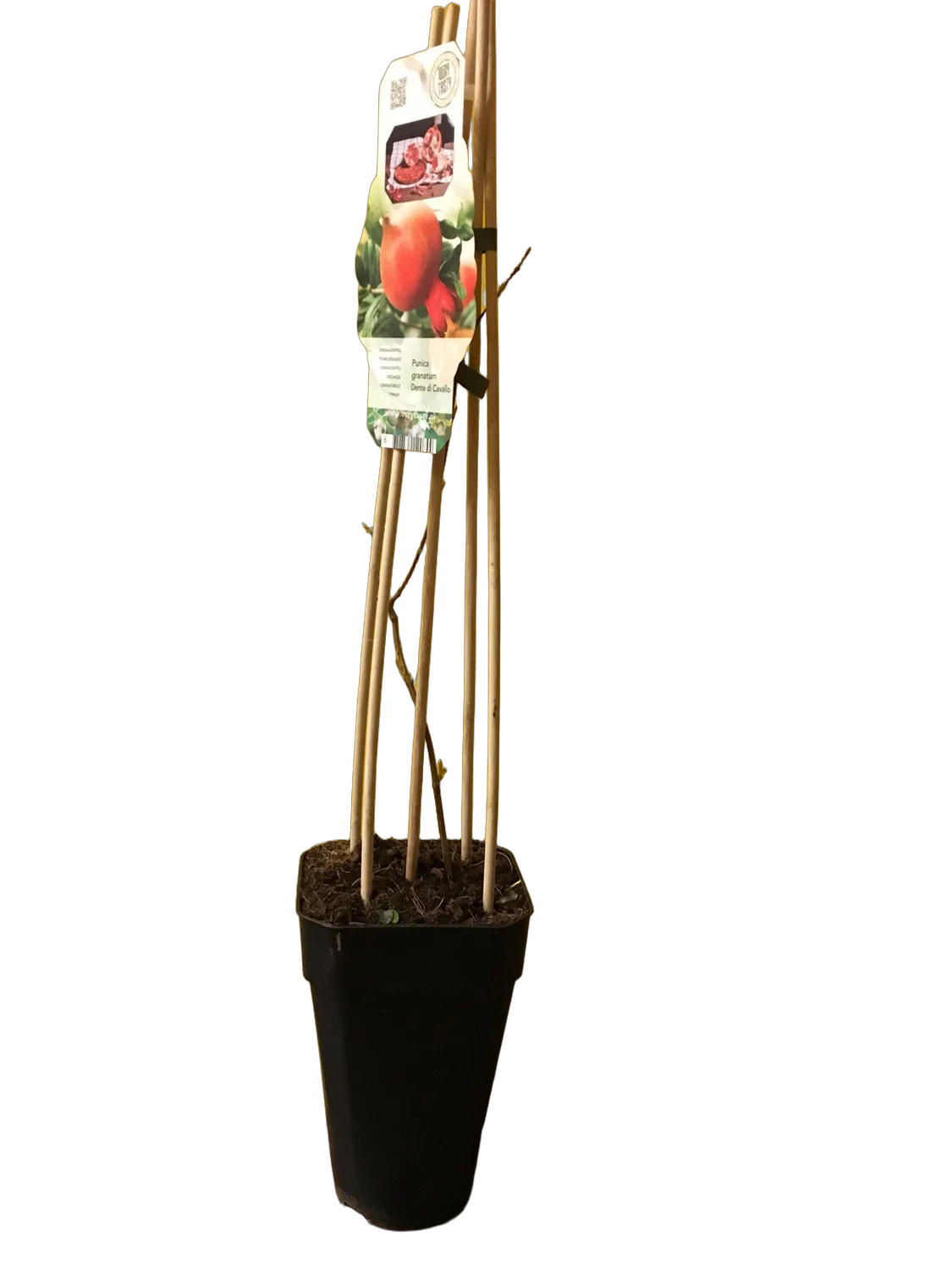 Гранат - Punica Granatum Bush D14 H50