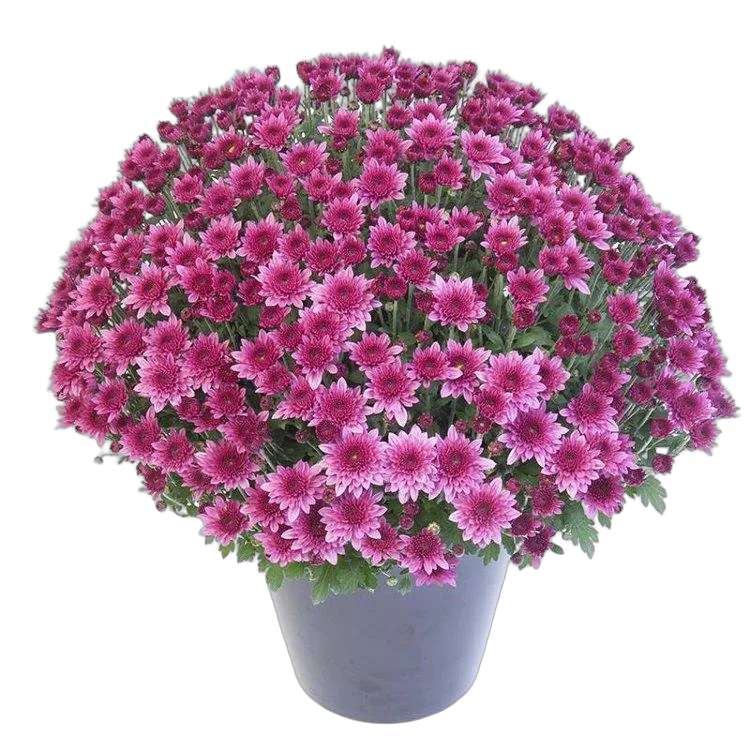 Хризантема Шар пурпурная - Chrysanthemum Bg trolley D20 H35