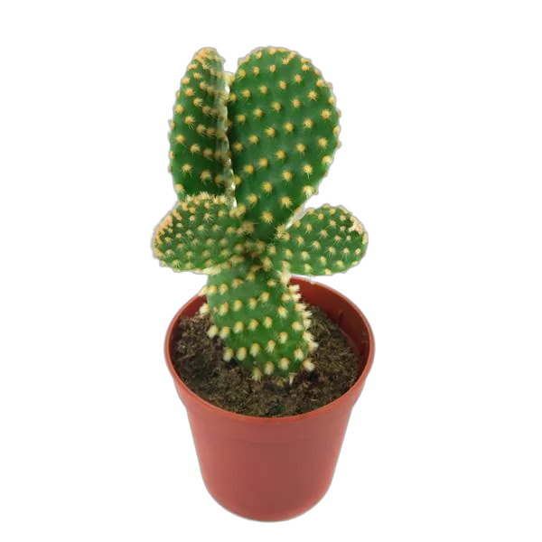 Опунция мелковолосистая - Opuntia microdasys D10 H20