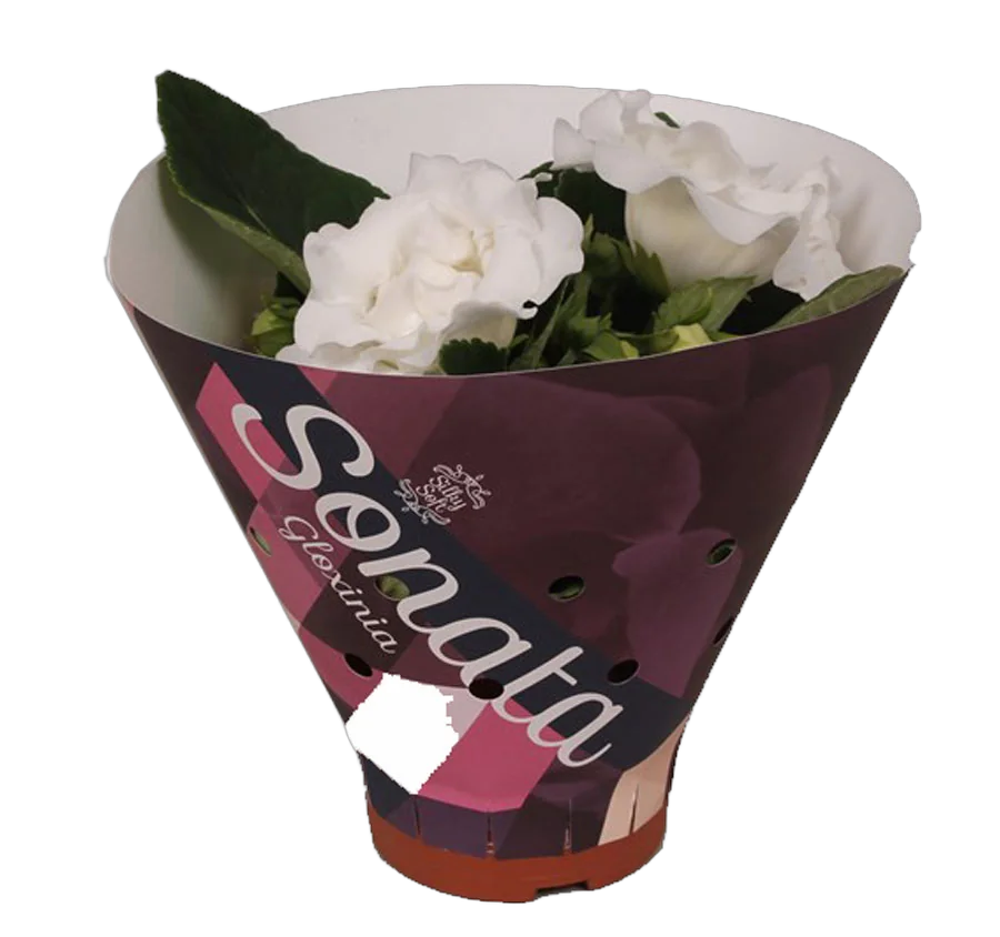 Синингия Соната Вайт - Sinningia D12 H20