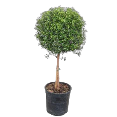 Мирт - Myrtus D17 H70