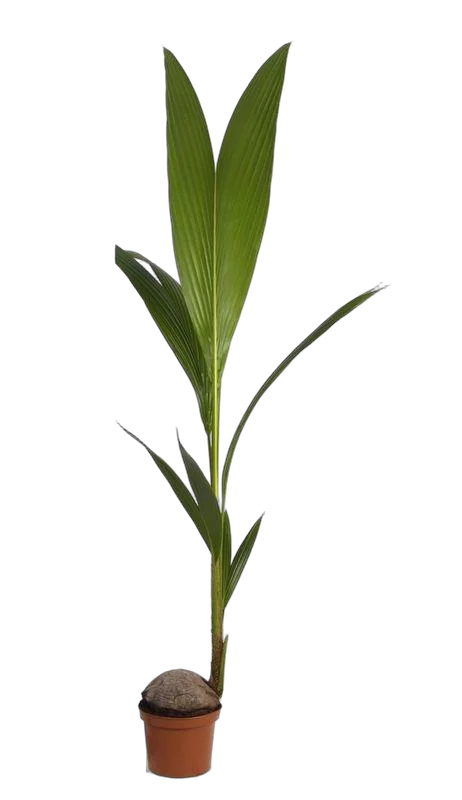 Кокосовая пальма D25 H160