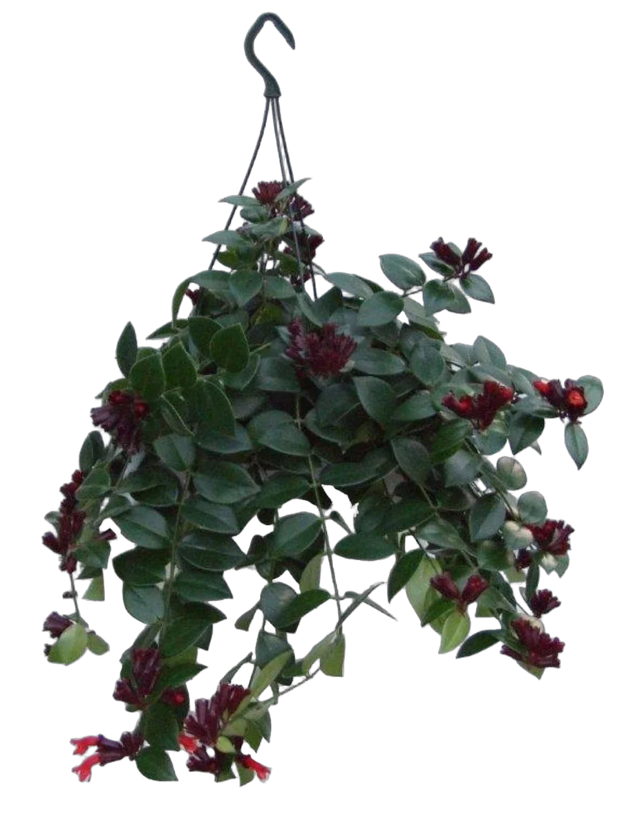 Эсхинантус Мона Лиза - Aeschynanthus hybr Mona lisa D15 H50