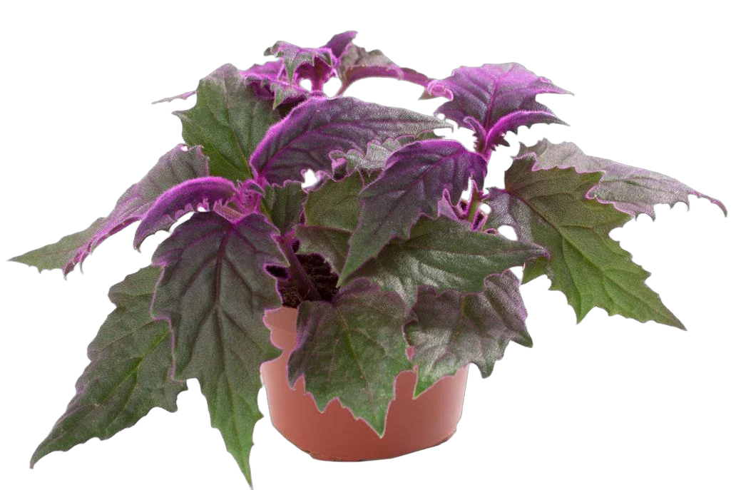 Гинура - Gynura D12 H20